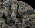 Wide Ammonite Plate - Over Ammonites #14317-3
